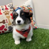 Sophie American Corgi 02