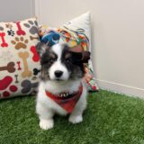 Sophie American Corgi 03