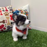 Sophie American Corgi 04