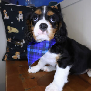 Spark Cavalier King Charles Spaniel 01