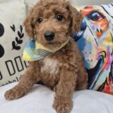 Stevie Goldendoodle 01