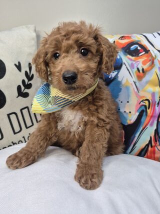 Stevie Goldendoodle 01