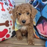 Stevie Goldendoodle 02