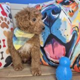 Stevie Goldendoodle 04