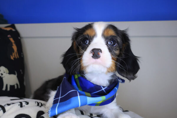 Storm Cavalier King Charles Spaniel 01