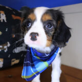 Storm Cavalier King Charles Spaniel 02