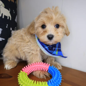 Swank Maltipoo 01 Swank Maltipoo 01