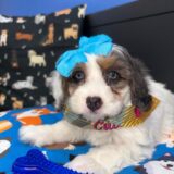 Taycee Bernedoodle 01