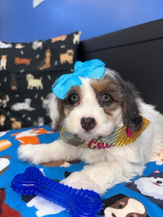 Taycee Bernedoodle 01