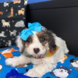 Taycee Bernedoodle 03