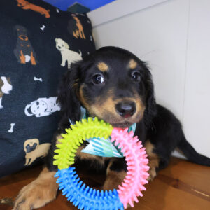 Tempest Dachshund 01 Tempest Dachshund 01