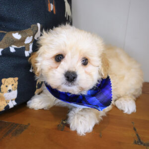 Theo Maltipoo 01 Theo Maltipoo 01