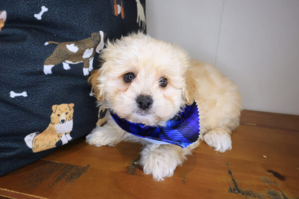 Theo Maltipoo 01