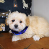 Theo Maltipoo 04