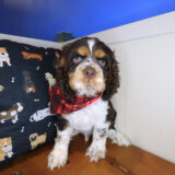 Thor Cocker Spaniel 01