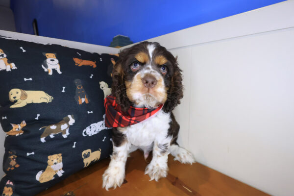 Thor Cocker Spaniel 01