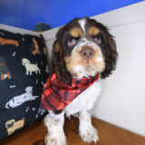 Thor Cocker Spaniel 02