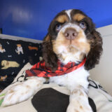 Thor Cocker Spaniel 03