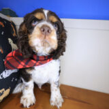 Thor Cocker Spaniel 04