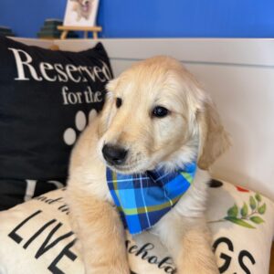 Tito Golden Retriever 01