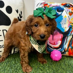 Tootie Goldendoodle 01