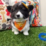 Tring American Corgi 01