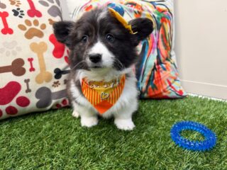 Tring American Corgi 01