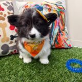 Tring American Corgi 03