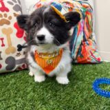 Tring American Corgi 04