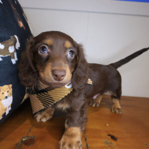 Waffles Dachshund 01 Waffles Dachshund 01