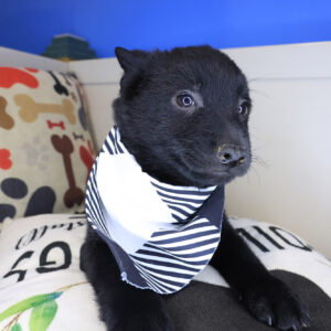 Walter Schipperke 01 Walter Schipperke 01