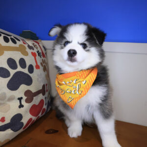 Winston Pomsky 01 Winston Pomsky 01