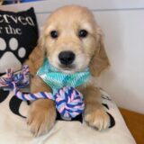 Xavian Golden Retriever 01