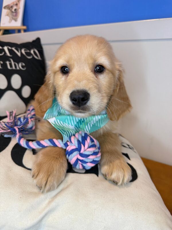 Xavian Golden Retriever 01