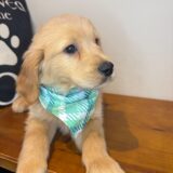 Xavian Golden Retriever 02