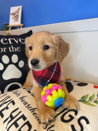 Xavier Golden Retriever 01