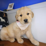 Yawn Golden Retriever 02