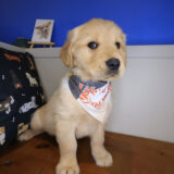 Yawn Golden Retriever 04