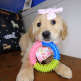 Yuki Golden Retriever 01