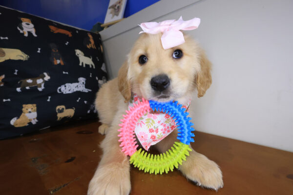 Yuki Golden Retriever 01