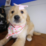Yuki Golden Retriever 02