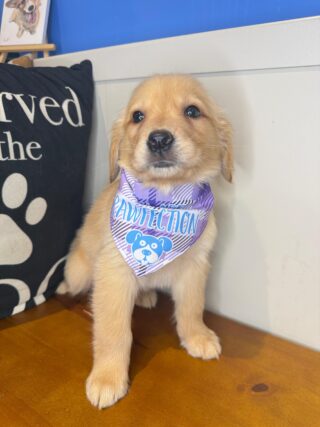 Yvette Golden Retriever 01