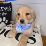 Yvette Golden Retriever 02