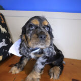 Zacky Cocker Spaniel 01