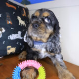 Zacky Cocker Spaniel 02