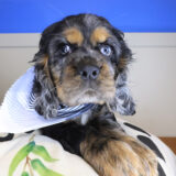 Zacky Cocker Spaniel 03