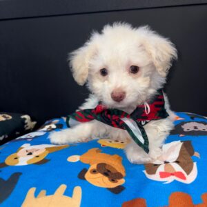 Zan Bichapoo 01 Zan Bichapoo 01