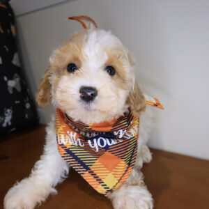 Zed Maltipoo 01 Zed Maltipoo 01