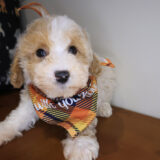 Zed Maltipoo 02