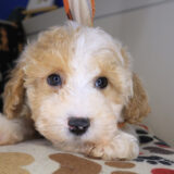 Zed Maltipoo 03